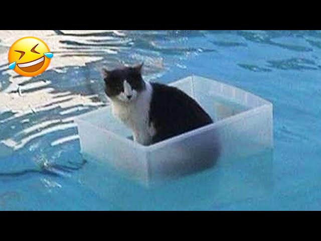 When the startled dog and cat fell into the water 😹🐶 New Funny Animals 🤣