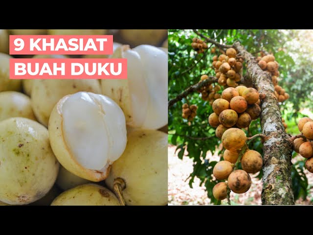 Inilah 9 Manfaat buah duku untuk kesehatan