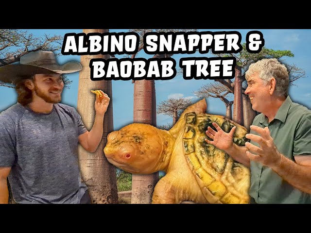 Albino snapping turtle and planting Baobab Tree