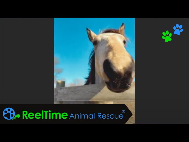 Back in Action! More Lives to Save, More Stories to Share | MJM Horse Rescue