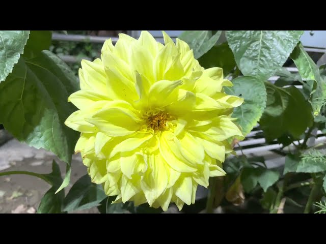 Beautiful Dahlia flower | Stock video footage | Royalty free video clips - No copyright videos | 4k