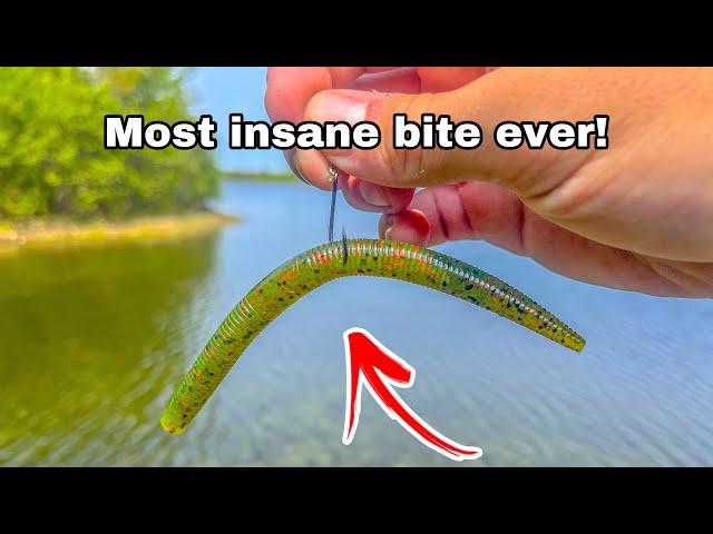 Most INSANE wacky rig fishing ever!😨 *Caught a fish every cast!