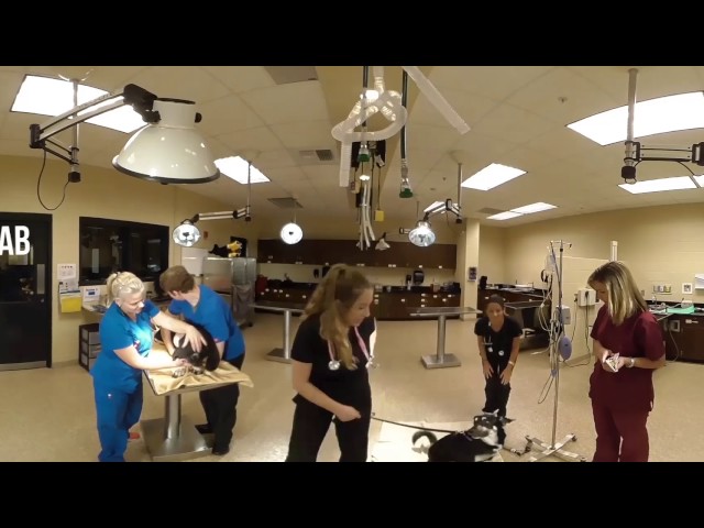 360 View: Veterinary Technology at SPC