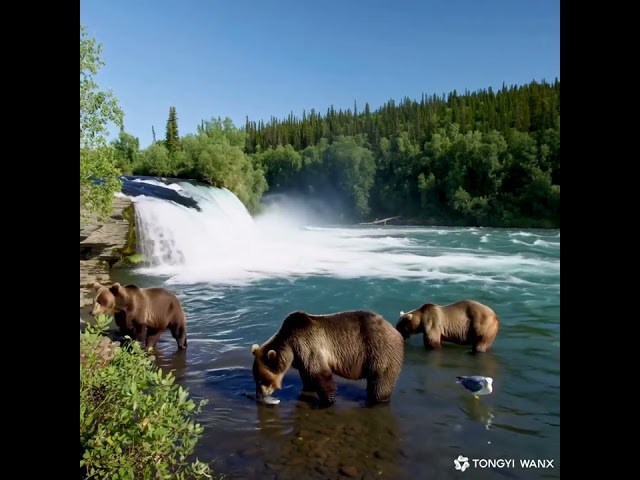 The Bears Catch Fish 1-1 #wildlife #amazing #animals #shorts