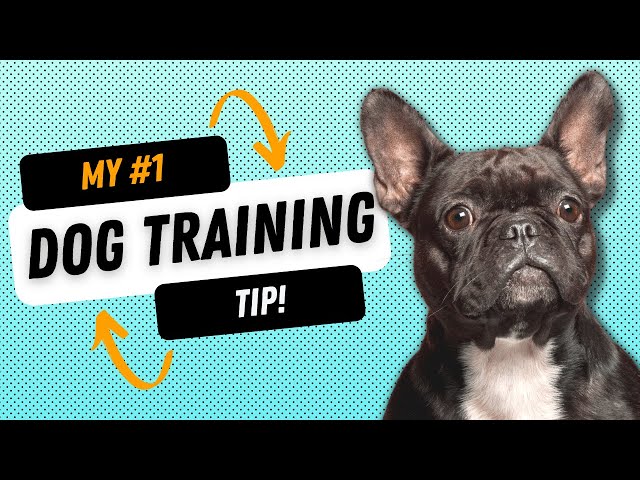 Positive Reinforcement Dog Training Tips