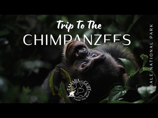 Meet the Chimpanzees of Kibale Forest National Park, Uganda!