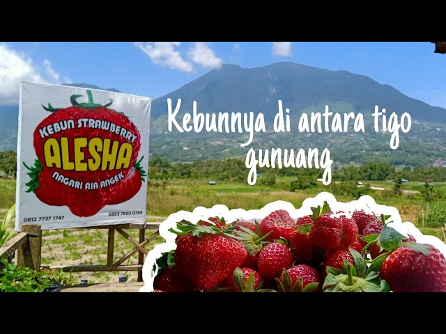 Petik Strawberry Kebun Alesha di Nagari Aie Angek