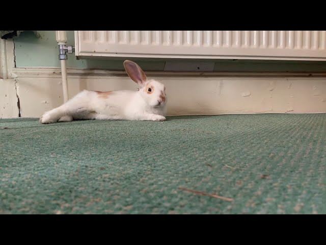 Resting & Watching Young Rabbit