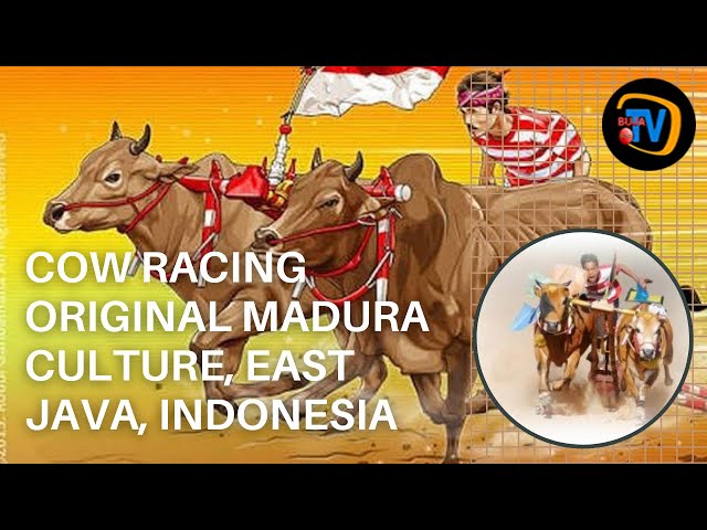 COW RACING ORIGINAL MADURA CULTURE, EAST JAVA INDONESIA