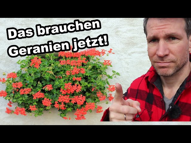 Was deine Geranien jetzt schön buschig wachsen lässt! 🌸