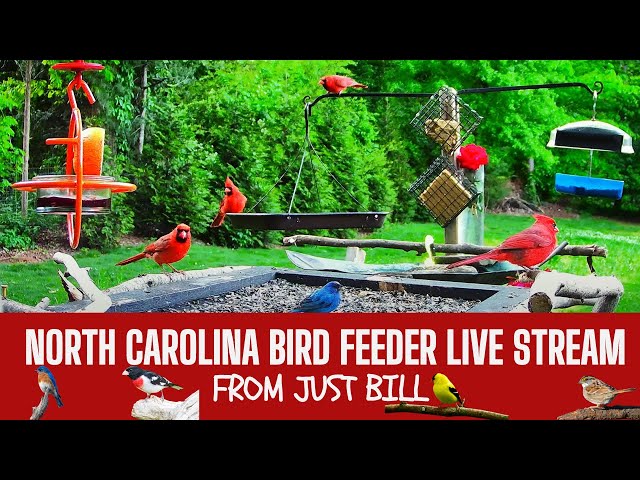 North Carolina Bird Feeder 24/7 Live Stream, Southeast USA FeederWatch ~58 species Identified