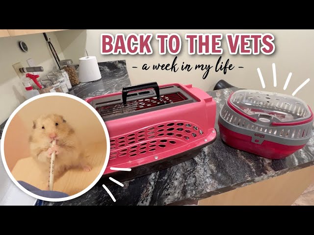 Back to the Vets...AGAIN  | a Week in my Life (Dec 2022)