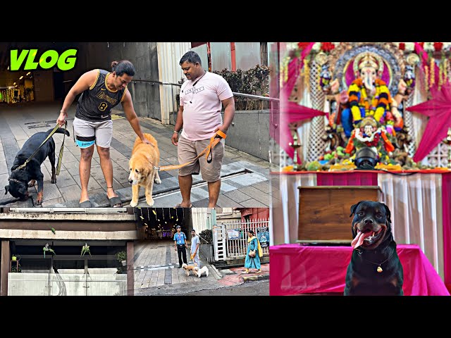 Rottweiler Ne Kiya Bappa Darshan & Met Golden Retriever Again | Day-122 #dog #vlog #rottweiler