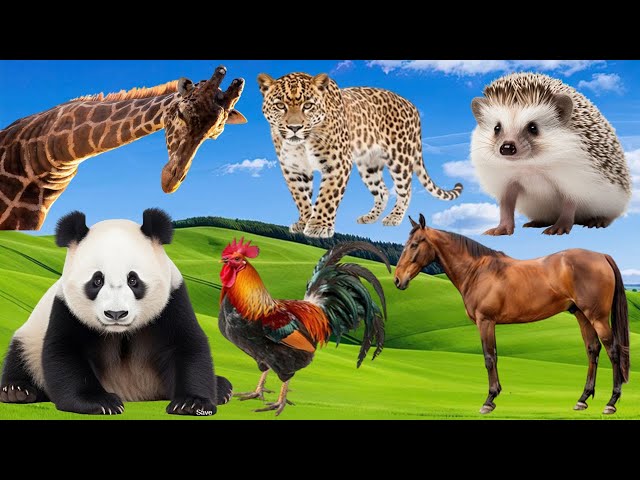 Bustling Animal World Sounds Around Us - Cat, Tiger, Elephant, Giraffe, Zebra, Rhino - Animal Sounds