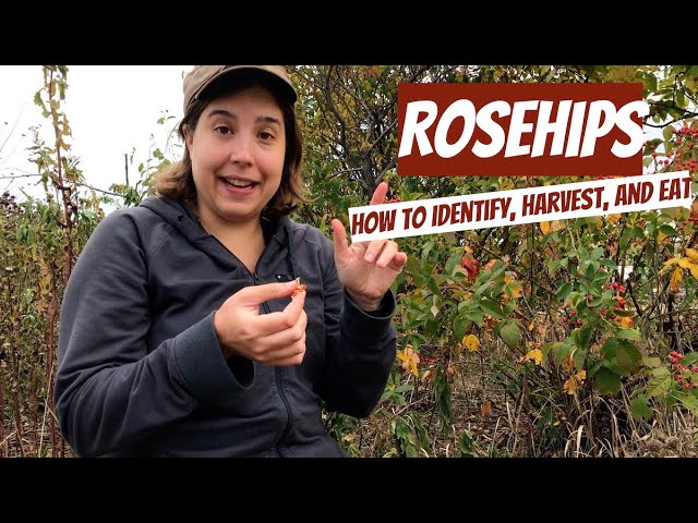 Rosehips: How to Identify, Harvest, and Eat