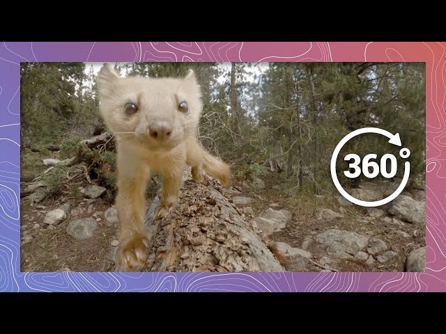 American Pine Marten Explores the Forest | Wildlife in 360 VR