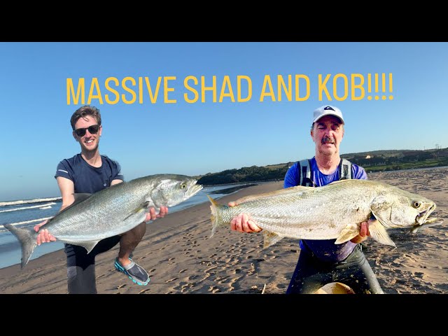 BIGGEST SHAD AND KOB I'VE CAUGHT?! TRANSKEI FISHING SOUTH AFRICA