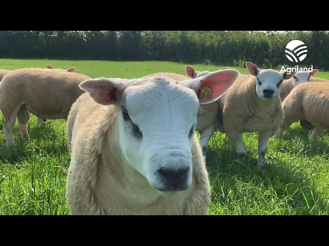 Texel ram lambs on the farm of James Dunne set for the Big Boy Ram Sale