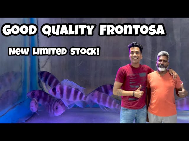 Frontosa Fish in Bangalore | Frontosa Fish price In Bangalore I Indian Aqua Boy24 new venture :)