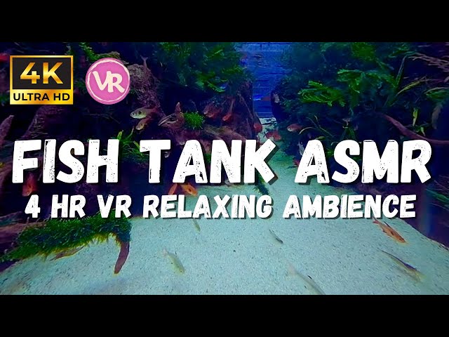 4k Underwater asmr: Aquarium Life Of Fish Underwater Asmr Coral Reef In 4k