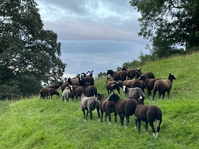 Checking lambs & they decided to do zoomies over this hill & back