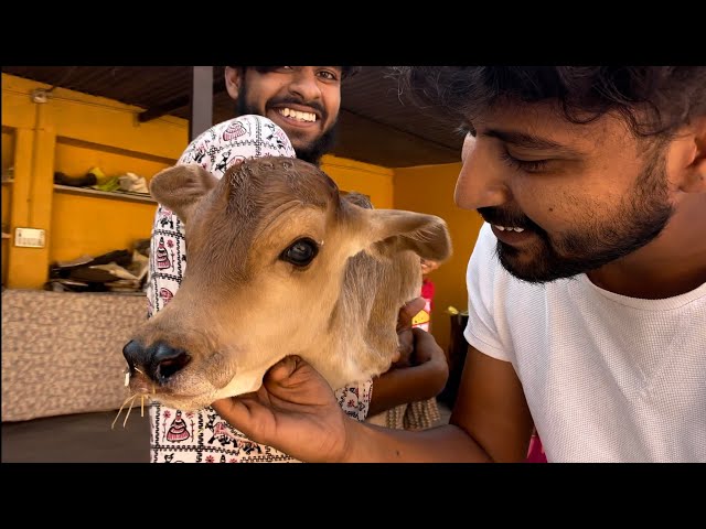 हमारी ग़ो माता के हुआ प्यारा सा बछड़ा😃|Humari cow 🐮 k hua cute sa Calf 😃|