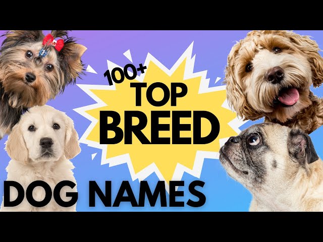 Top 100 Dog Names By BREED – Ranked By Popularity✨ | Dog Name Videos