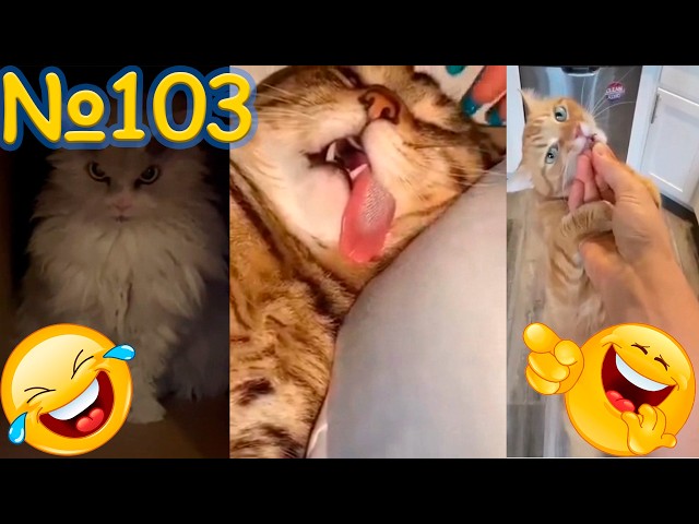 🐱 Funny Cats Being Hilarious! 🐱🤣 #funny #cat #and #animals  #compilation  🎉🐶🐾 #103