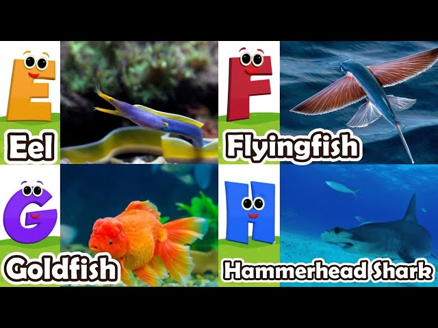 ABC Under the Sea Song | Sea Animals song | Learn English, Alphabets and Animals for Kids #abcd