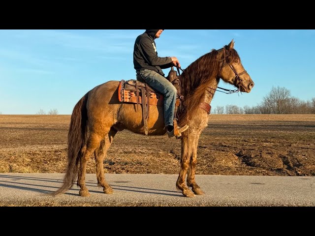 Dexter. Very fancy champagne gaited gelding for sale