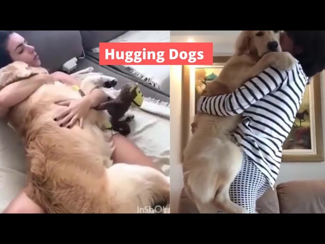 Cute Dogs getting  a hug by their owners - Funny and cute Animals Compilation 2019 (part 3)