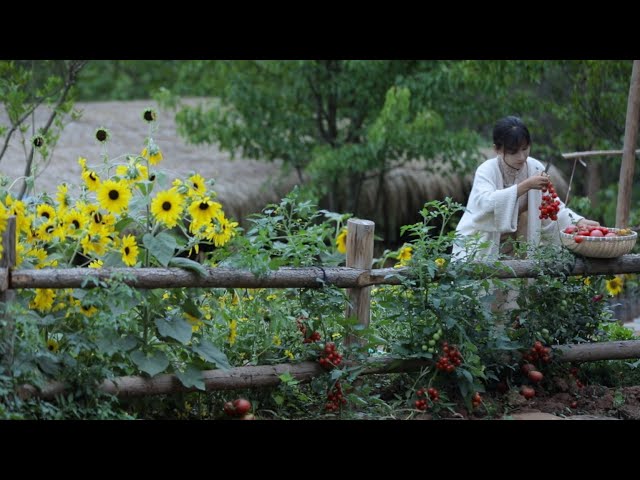 The life of tomato~The flowers bloomed,and the tomatoes are now red.Tomato hot pot!Here we go!Liziqi