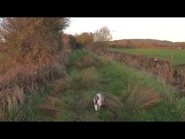 This English countryside dog walk is SO RELAXING!