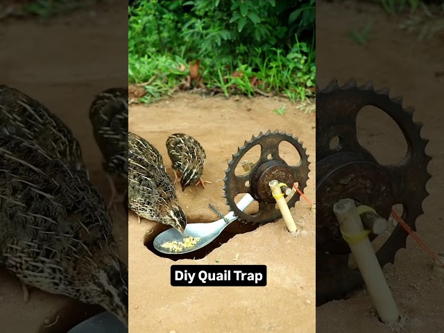 Amazing Quail Trap - DIY Bird Trap #shorts