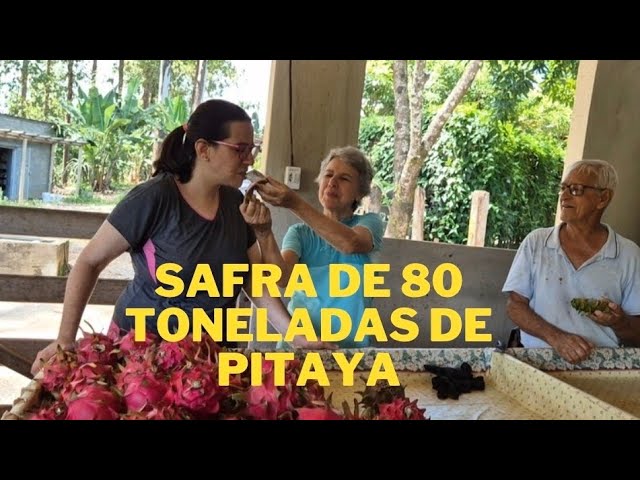 Plantação de mais de 10 mil pés de pitayas. Nascente das Pitayas.