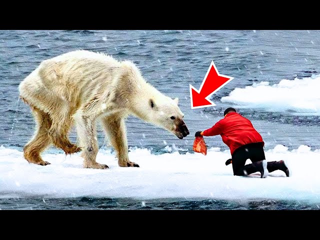 Man Helps A Dying Polar Bear. You Won't Believe What Happens Next