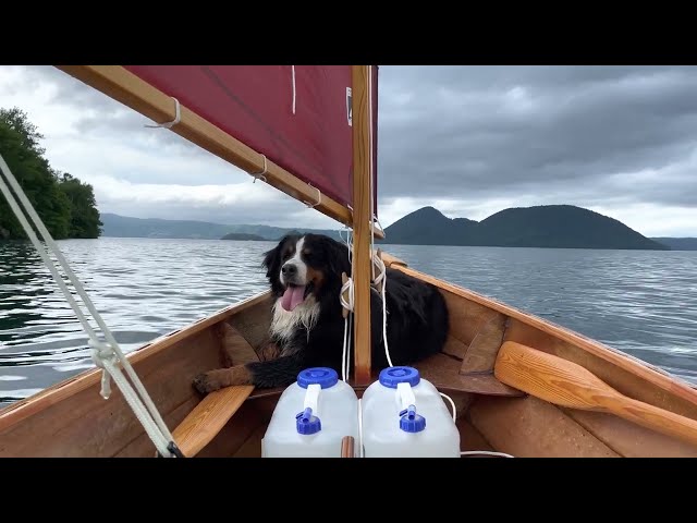 Heidi dog goes sailing - Lake Toya - 26th June 2022