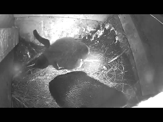 Phillip Island Nature Parks burrow cam - 3 week old penguin chick