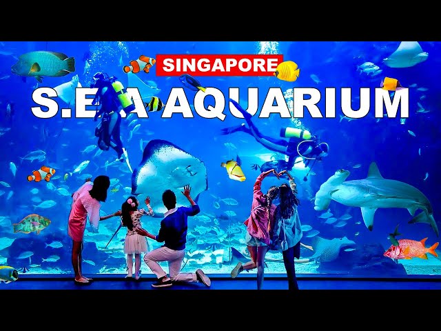 SEA Aquarium Singapore | Largest and Best Aquarium in S.E.A Tour | Resort World Sentosa 🇸🇬🐬🦈🪼