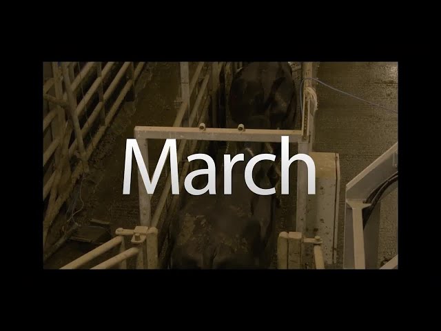 MSD March Animal Health Series : Episode 04