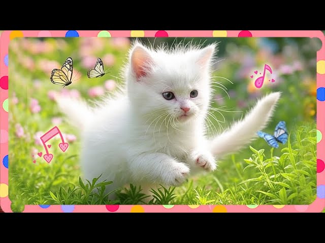 Kitten Know the Way | Top 2025 Educational Songs for Kids 🎶