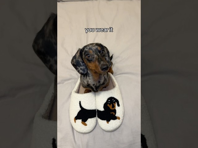 New house rule!🐶🤎 #dog #wienerdog #dachshund #sausagedog #slippers #funnydogs