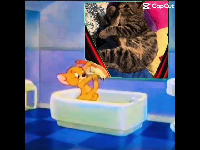 Tom & Jerry bathtub meme #cat #kitten #funny #cartoon #comedy #mouse #foryou #vintage #wb #cute #off