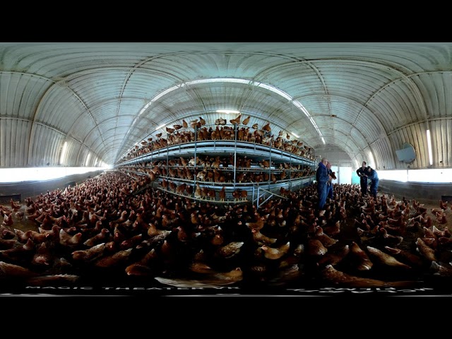 VR  360 Egg Farm Chicken Coop with Spanish Chefs outside of Barcelona Spain