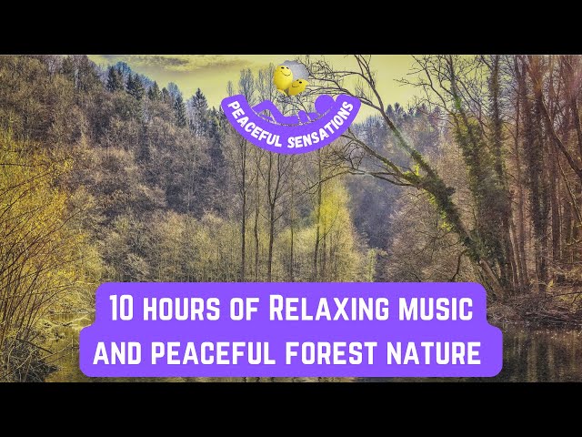 10 hours Relaxing music, Forest Nature with Bird Sounds, Birds Chirping, peaceful birds chirping