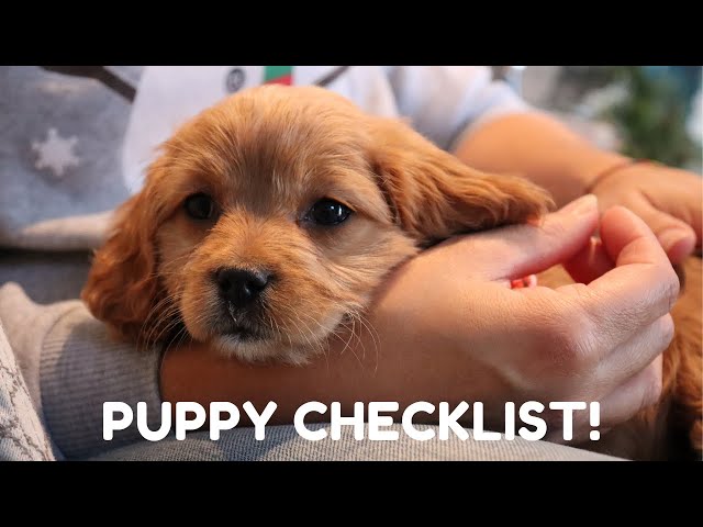 EVERYTHING I BOUGHT FOR MY 8 WEEK CAVAPOO PUPPY | How to Get Ready For Your New Puppy