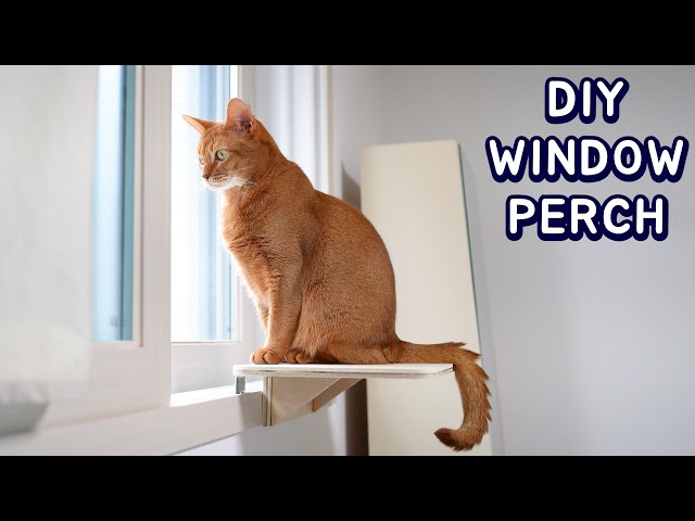 DIY Simple Hanging Cat Perch | Window Hammock