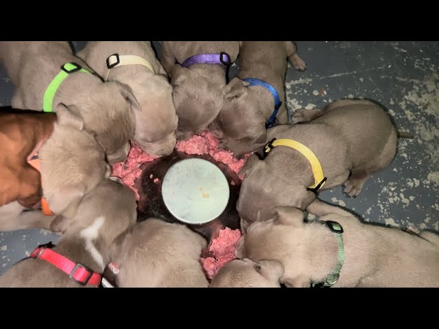 Feeding Puppies Raw Ground Beef 🥩 [WOW DID NOT EXPECT THAT]