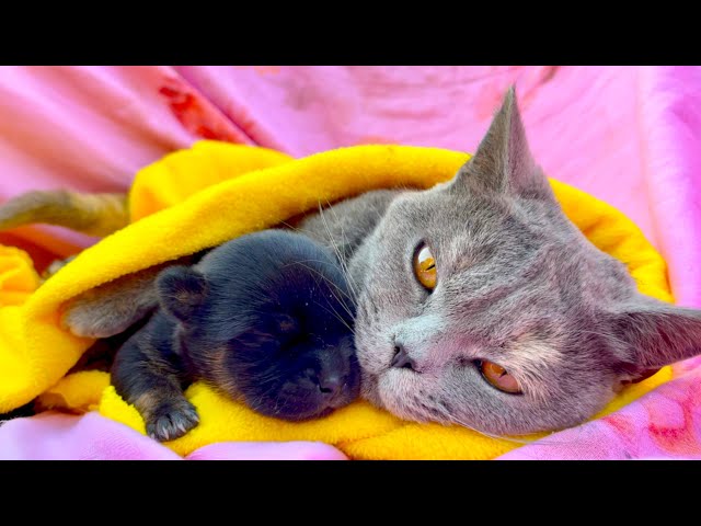 Shocking motherly love! A cat 🐱 is breastfeeding a puppy 🐶😘😊❤️👍