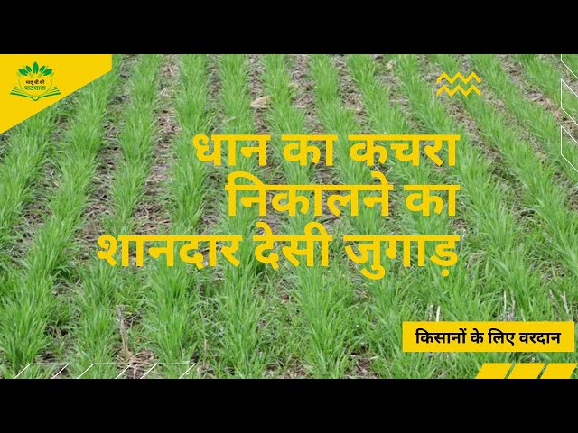 🔥धान का खरपतवार निकालने का शानदार  जुगाड़ 🔥 | natural Paddy herbicide   #निंदाई गुड़ाई#paddy